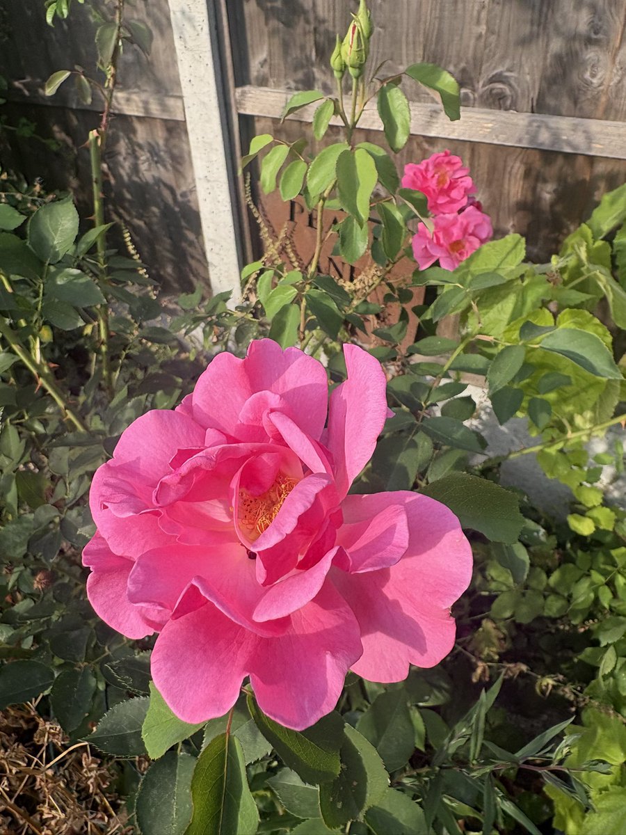 papaver's tweet photo. Today’s and generally my favourite rose - Sir Clough. #myroses #roses #mygarden #gardening https://t.co/euxizn3SCm