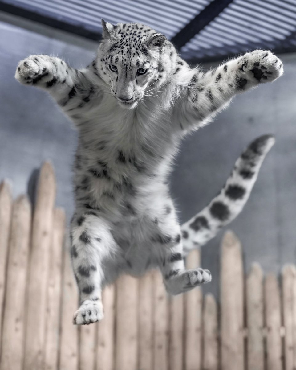 SillyKittiesCS's tweet photo. 🐈🐈‍⬛🐈 MATCH DAY 🐈‍⬛🐈🐈‍⬛

vs ARRACHED @ 7:30pm cst 

meow meow meow meow meow #KITTYARMY #KITTIESWIN https://t.co/O2WEJ9qF3N