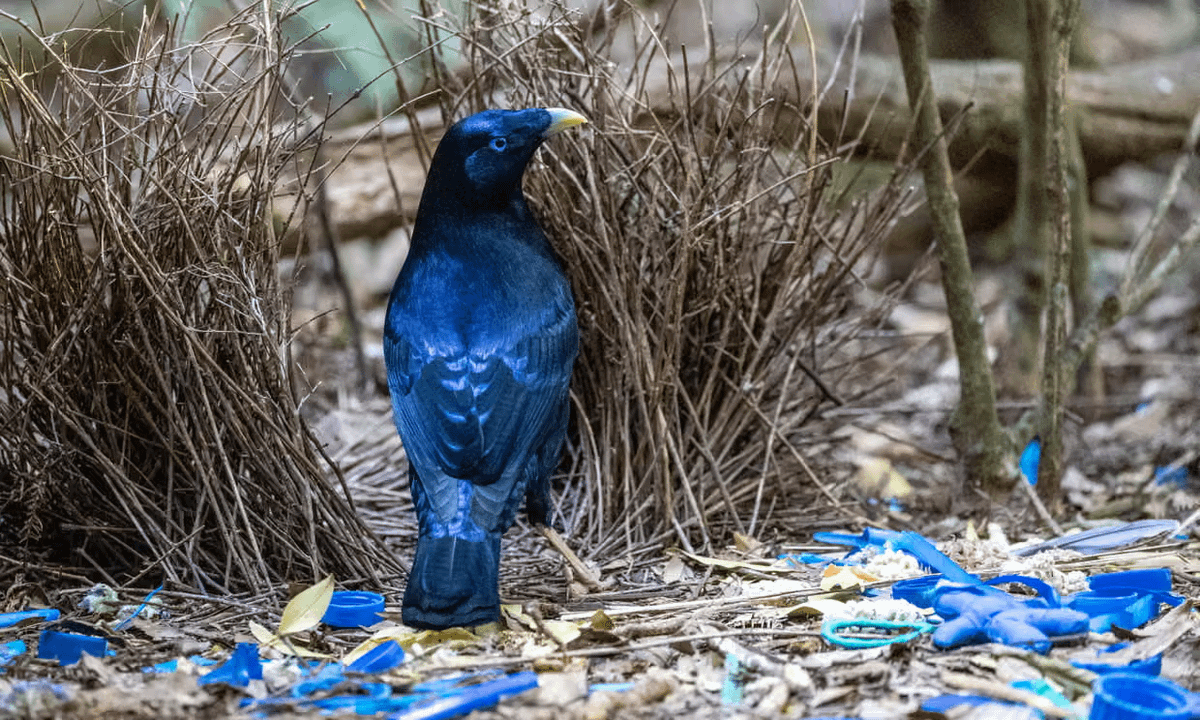 OddWildlife's tweet photo. THIS BIRD BUILDS AN ART GALLERY TO ATTRACT FEMALES

Male Satin Bowerbirds create elaborate courtship arenas on the forest floor.

They construct a U-shaped structure from sticks and carefully decorate the entrance with hundreds of blue objects — berries, feathers, flowers, and even stolen plastic items.

Females inspect both the architecture and the quality of the decorations before choosing a mate.

One of the most artistic and selective courtship displays in the animal kingdom.