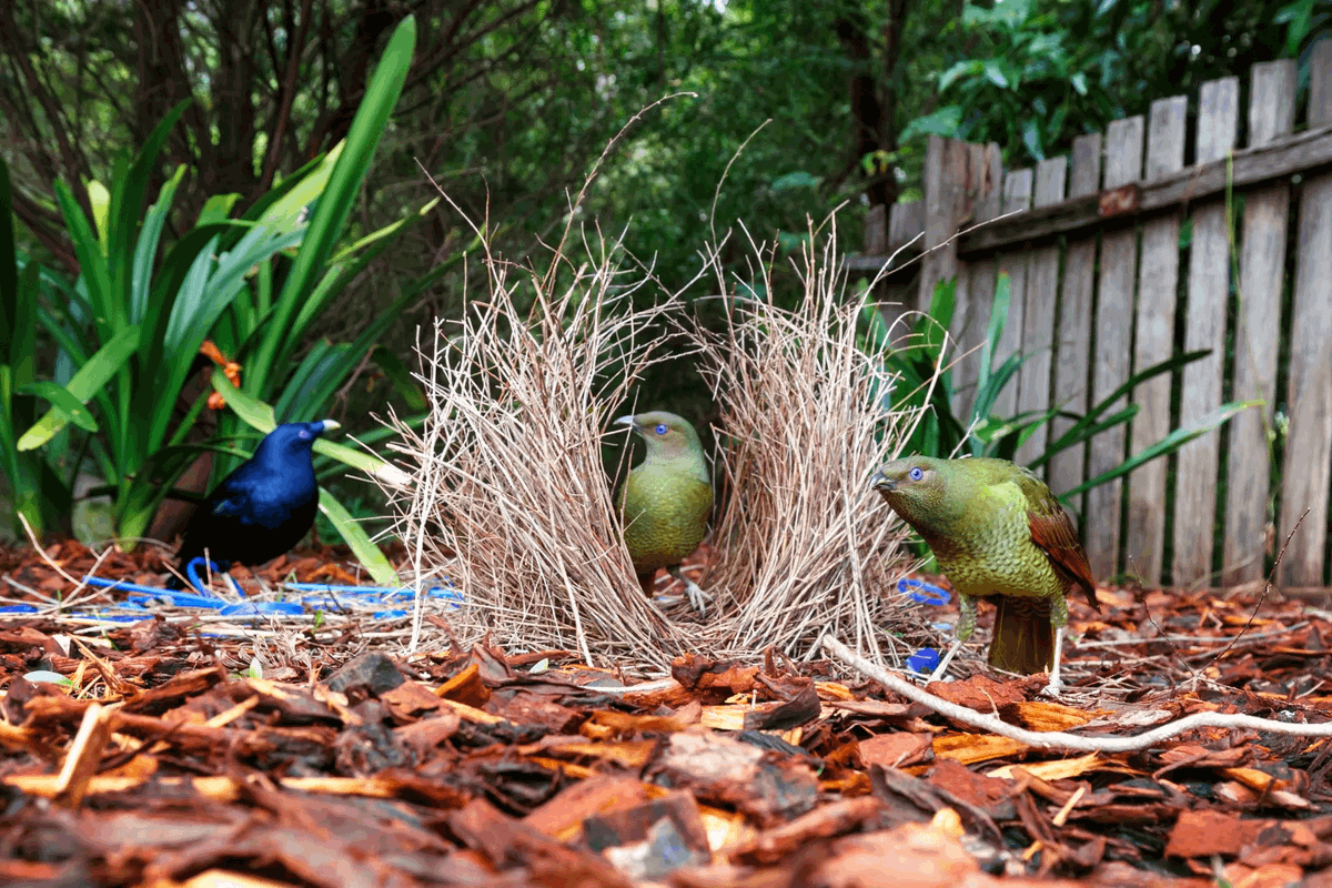 OddWildlife's tweet photo. THIS BIRD BUILDS AN ART GALLERY TO ATTRACT FEMALES

Male Satin Bowerbirds create elaborate courtship arenas on the forest floor.

They construct a U-shaped structure from sticks and carefully decorate the entrance with hundreds of blue objects — berries, feathers, flowers, and even stolen plastic items.

Females inspect both the architecture and the quality of the decorations before choosing a mate.

One of the most artistic and selective courtship displays in the animal kingdom.