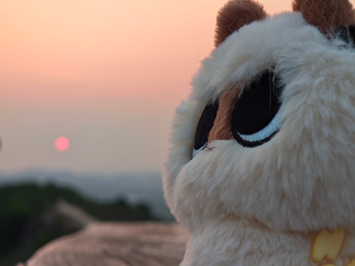 ONLY_forAzuki's tweet photo. #シャム猫あずきさんは世界の中心      
04/08/26      
「夜明け前の三時、山頂であずきさんと私は日の出を待っていた。
特に理由があったわけではなく、ふと思い立っただけだった。日の出を見に行くのもその場の気まぐれで、家を出る前はリュックの中身を何度も確かめて、あずきさんを胸元にそっとしまい込んだ。私は猫を飼ったことはないけれど、あずきさんがいてくれれば、少しだけでも猫と過ごす時間を味わえる気がした。
道のりは歩きにくく、山を越え尾根を渡り、風が林の葉をさらさらと揺らし、鳥や蝉の声が途切れることなく続いていた。その合間に、胸の中のふわふわのあずきさんの呼吸が聞こえるような気がした。
空はまだ夜の名残を引きずっていて、明るさと暗さが入り混じる彼方では、漁船が海の上をゆっくりと進んでいた。陽の光が少しずつ大地を照らし始め、霞む山々には淡い光と影がふわりと浮かび上がる。そして、温かさが全身に広がり、頂上にたどり着いた瞬間、まるで生命の源というべき力が目の前に姿を現したかのようだった。こうしてあずきさんは、私の人生で二度目の日の出に付き合ってくれた。
中国には「せっかく来たんだから」という言い回しがある。もちろん、あずきさんの写真も撮らなくちゃ。いろいろな角度で試してもなかなか思うようにいかず、ようやくしっくりくる場所を見つけて、この一枚を残せた。写真を整理していると、あずきさんが「空のあの光っているものは何？」と聞くので、「あれは太陽だよ。君と同じだね」と答えた。」
-by 初一(チュー·イー) xhs_@799804932