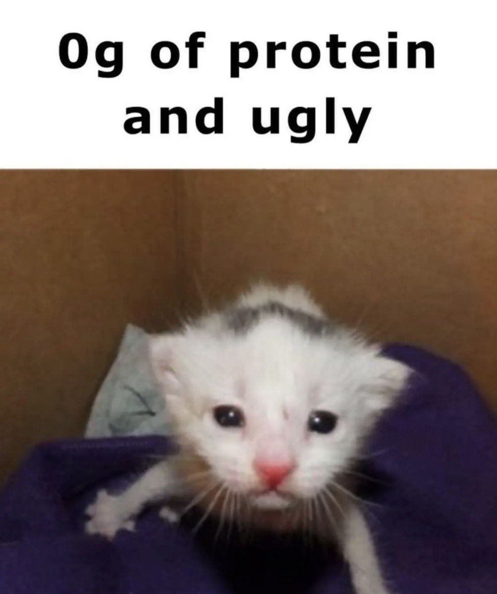 literallymecats's tweet photo. https://t.co/2fbPGKluB2