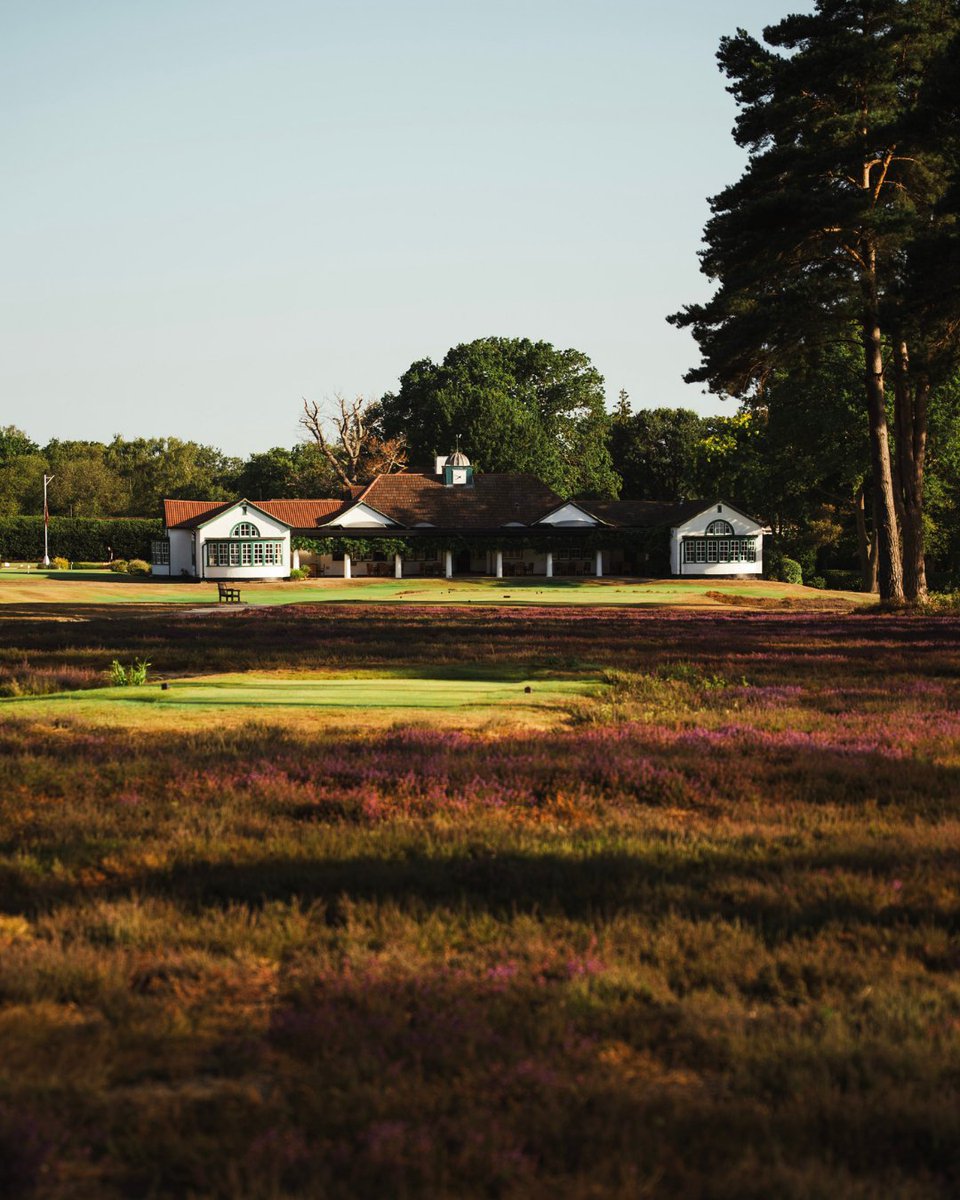 WokingGolf's tweet photo. The summer heatwave has been relentless, but it's given our course a different August colour to usual - golden brown fairways instead of bright purple heather.

It's a striking aesthetic, and the firm conditions make it an absolute joy to play right now. https://t.co/LCUFI0RaJc