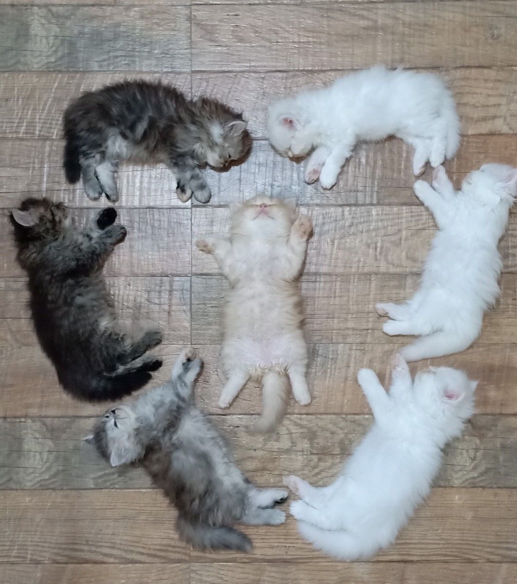catontwt's tweet photo. https://t.co/62GExIpZ0K