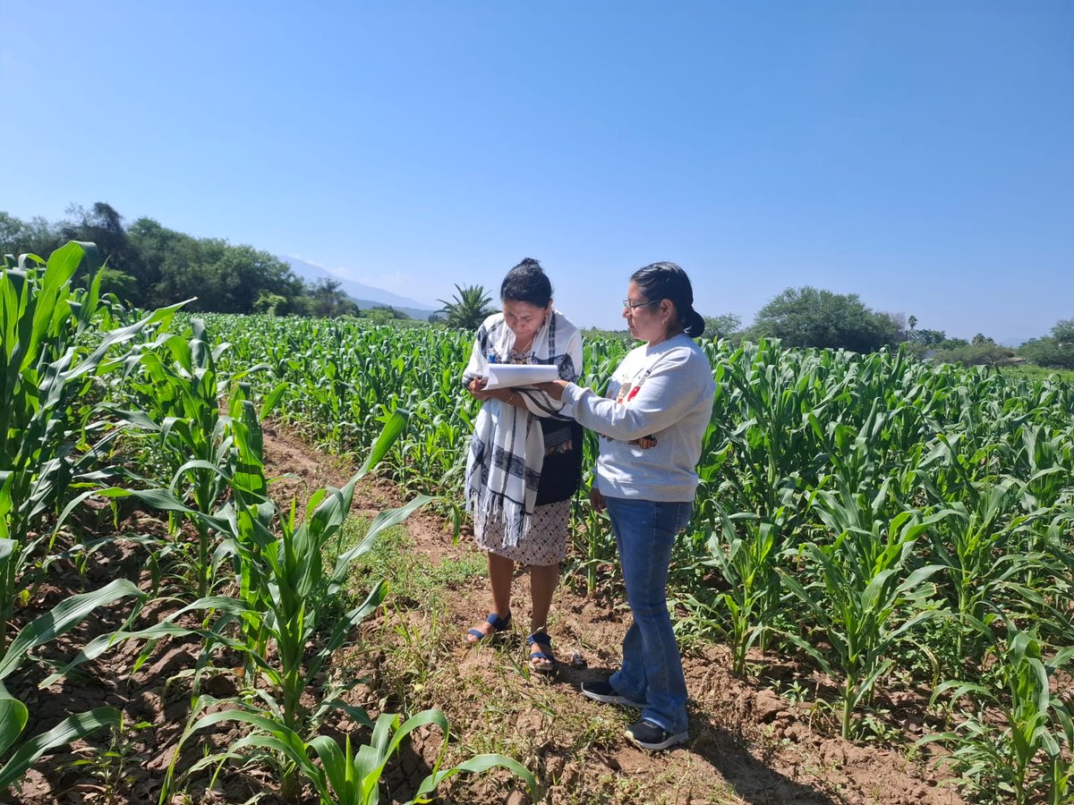 AgriculturaPue's tweet photo. Aplicamos cédulas de seguimiento y realizamos inspecciones físicas en predios a derechohabientes de Fertilizantes para el Bienestar en Ajalpan, Coxcatlán, Hueytamalco, Tecamachalco, Tepeteopan, Teteles, Zinacatepec y Libres para documentar su aplicación e identificar hallazgos. https://t.co/Iz1jxo1Cb0