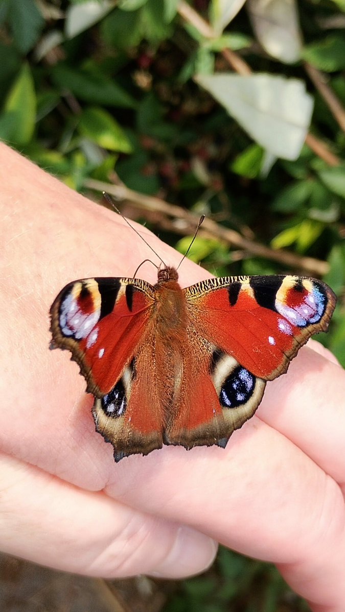 s4r4h_l's tweet photo. It's a #butterfly day! 😍🤩🎉🦋 Overcast but very warm, so my sons met me for a butterfly wander after work. Delighted to be the warm landing spot for this stunning peacock! What a beauty 🥰 #Lancashire @savebutterflies #vitaminN https://t.co/50rVje5Yd5