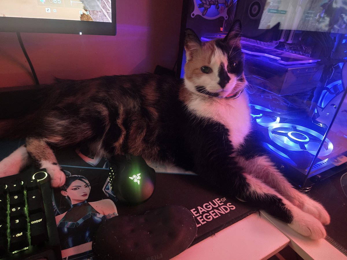 sibbrena's tweet photo. @grentontv Have some cat tax! https://t.co/WqbM99gqOz