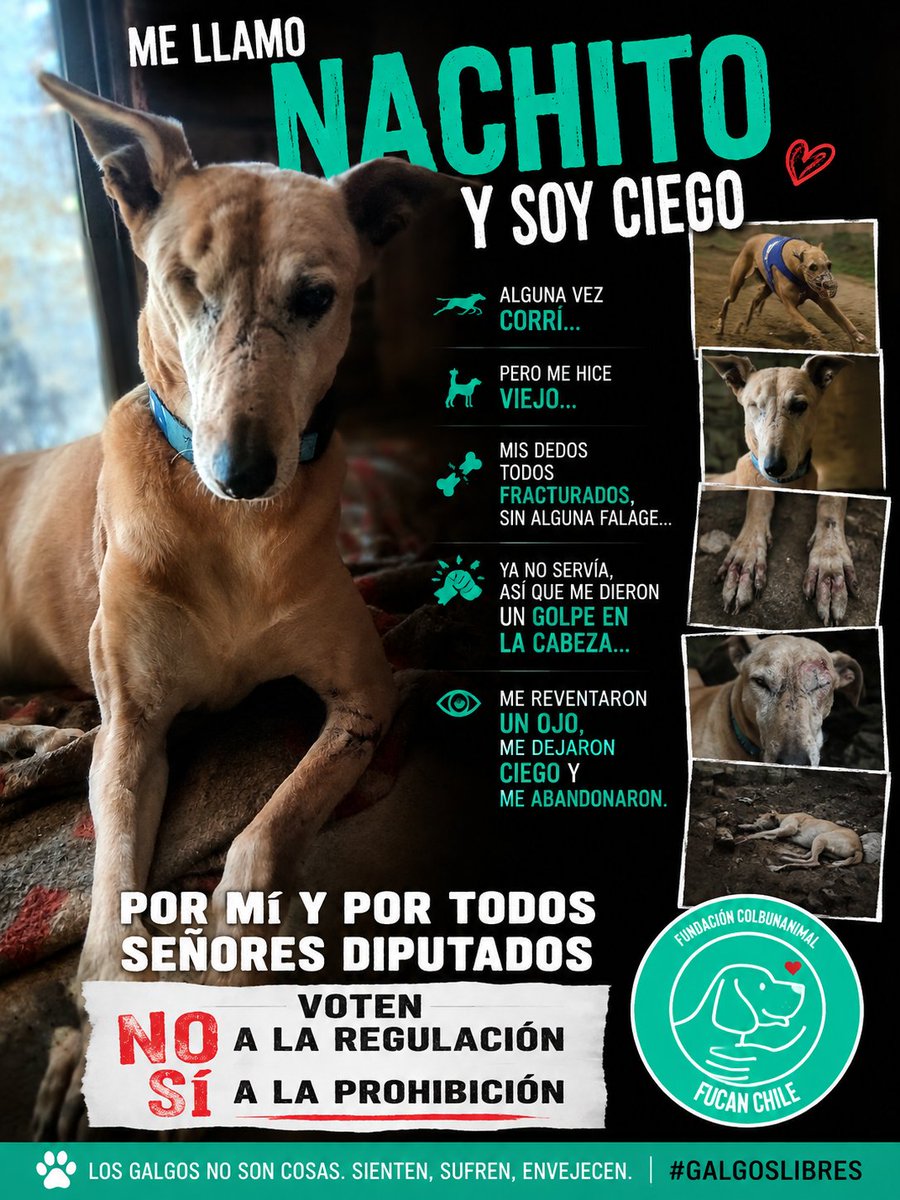 fucancl's tweet photo. NO A LA REGULACIÓN SÍ A LA PROHIBICIÓN 

#galgoslibres https://t.co/ptWqvlKkOp