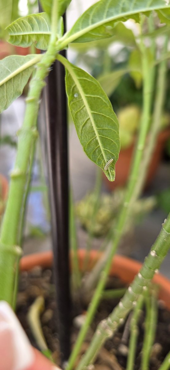 irennattess's tweet photo. @chipo23 ¡¡Es hermoso!! 
Te comparto una imagen de una oruguita con un huevito que está próximo a eclosionar. 🥰🥰🐛 https://t.co/6NC3jjnjX0