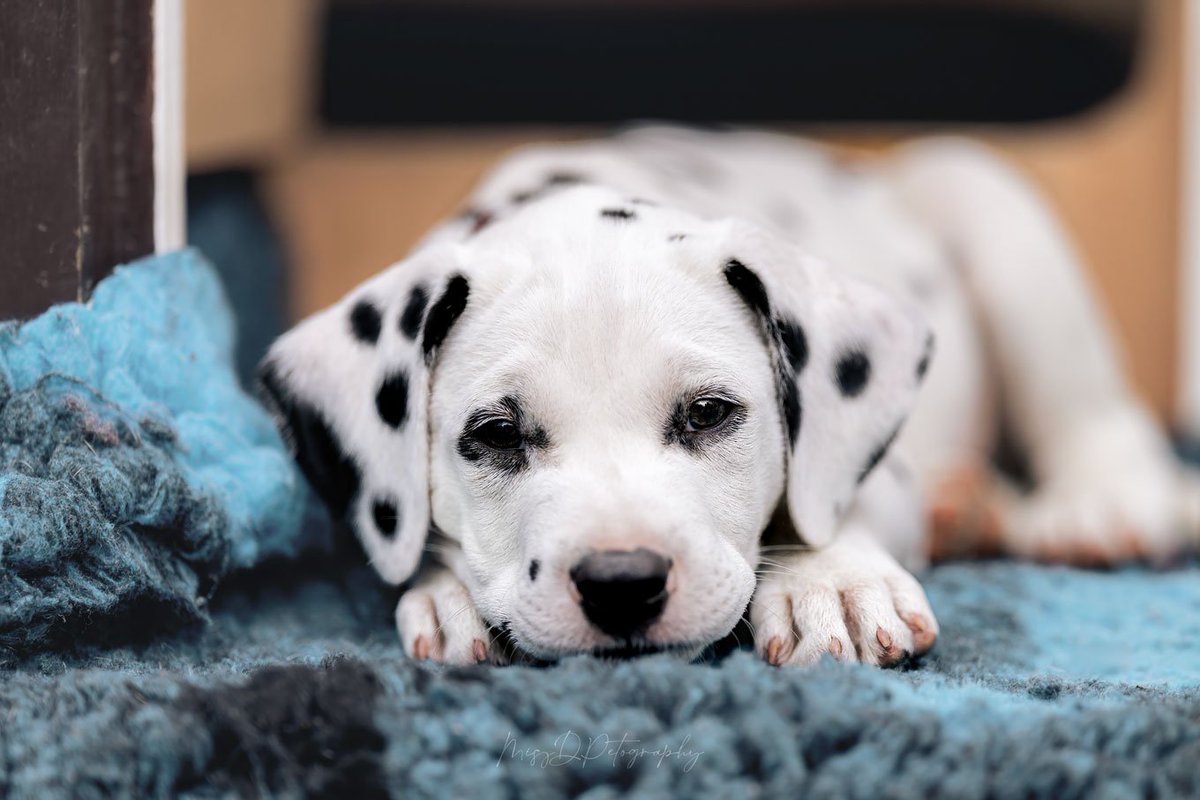 MissDPetography's tweet photo. The cutest photoshoot with Dalmatian puppies yesterday 🥰❤️😍 https://t.co/PQ4FY0iInN