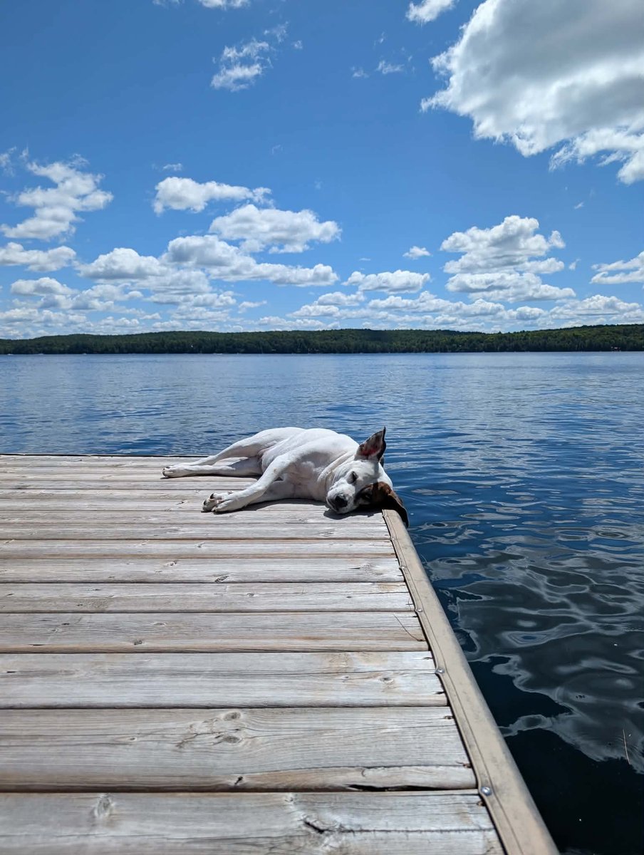 junebugspitfire's tweet photo. Long weekend vibes...#meximutt #haliburton https://t.co/a3DVirTMIo