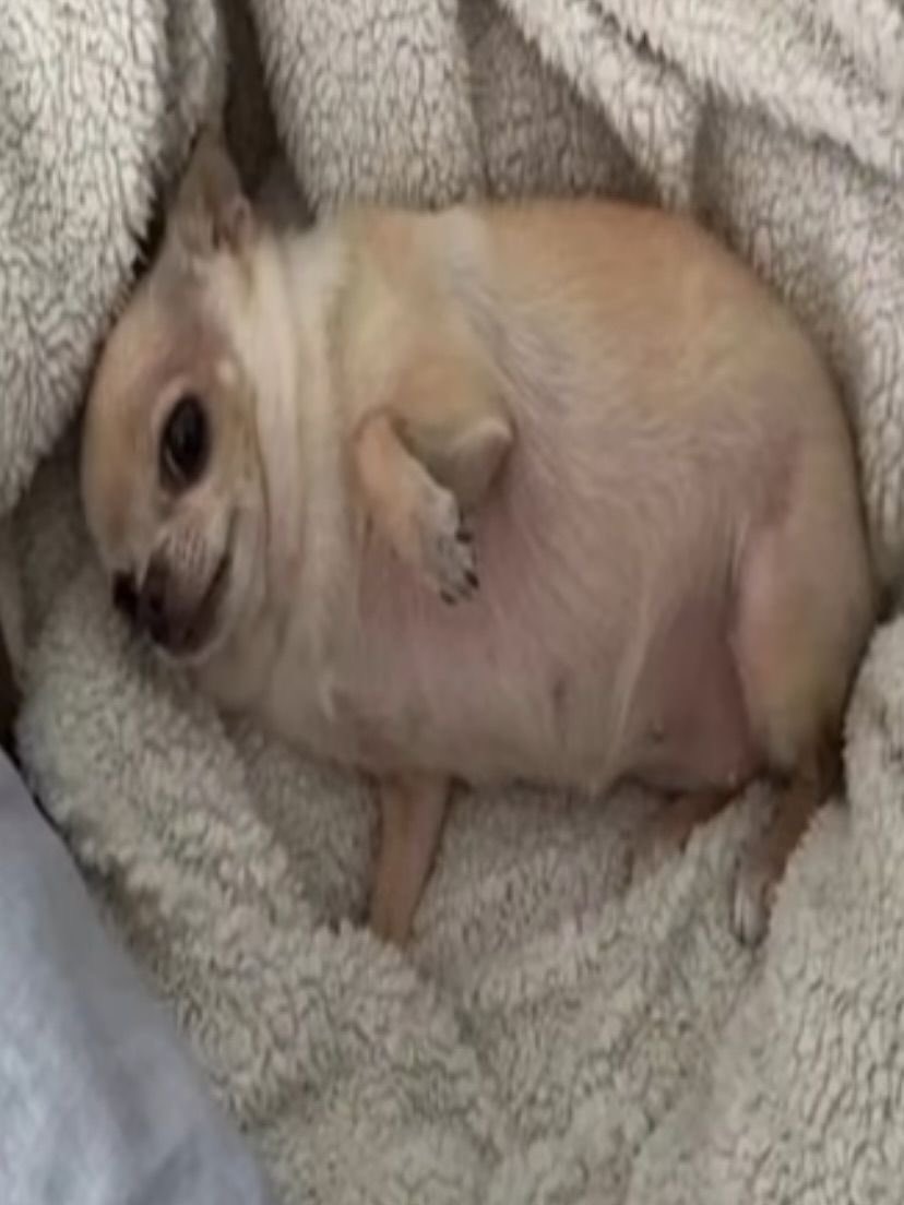 soupy1122's tweet photo. i am fat and sad https://t.co/SKf9IJFlz8