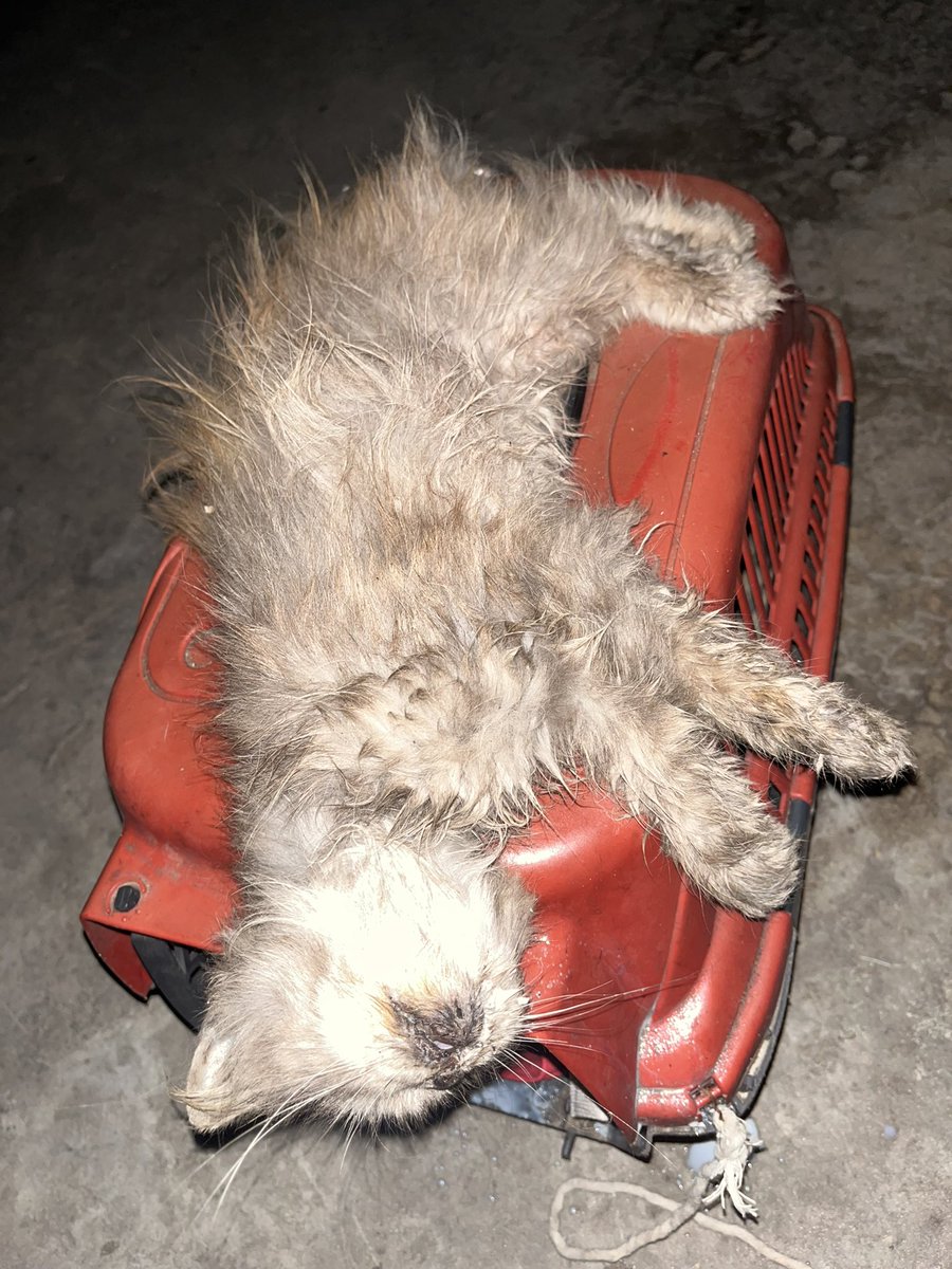 Sharif30Jamal's tweet photo. My beloved cat Lulu is dying. Please, kind people, we need an additional 62$ for her treatment, vitamins, and food. 🙏😭💔 https://t.co/hw2mxbpRkt https://t.co/7qeDs0LAec