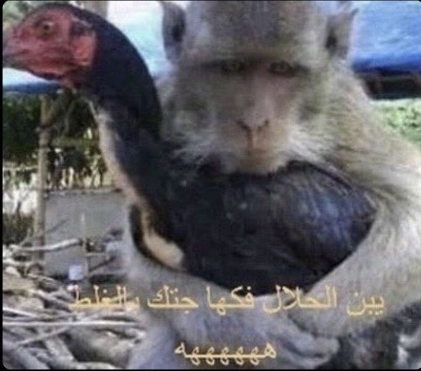 rohan_F117's tweet photo. ملكة الروز 🌹✨ https://t.co/uwwCY0IZ59