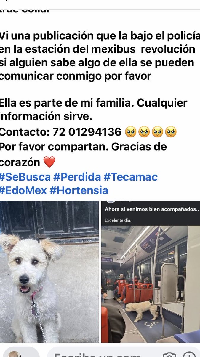 AlejandraVegaF5's tweet photo. HORTENSIA se salió de casa , en Mexibus la bajaron en Revolución, su familia la busca , ayúdenla a regresar a casa https://t.co/rOtgjYvGKs