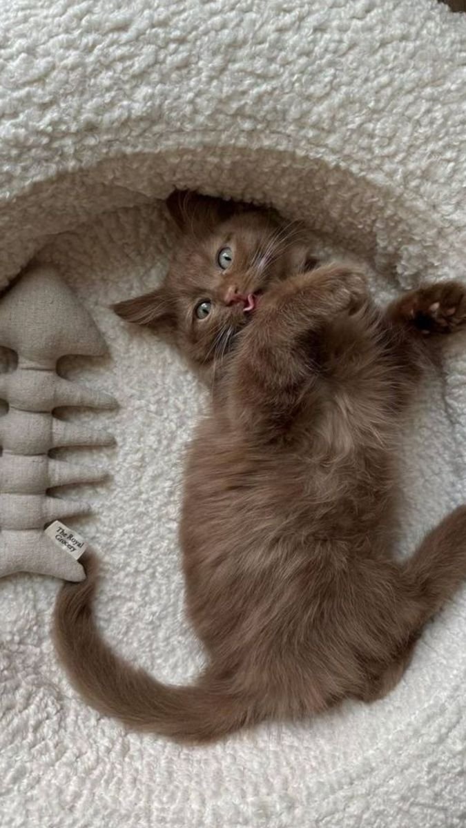 ileftforgood's tweet photo. ainda não escolhi um nome para meu gato https://t.co/MjML69L4vt