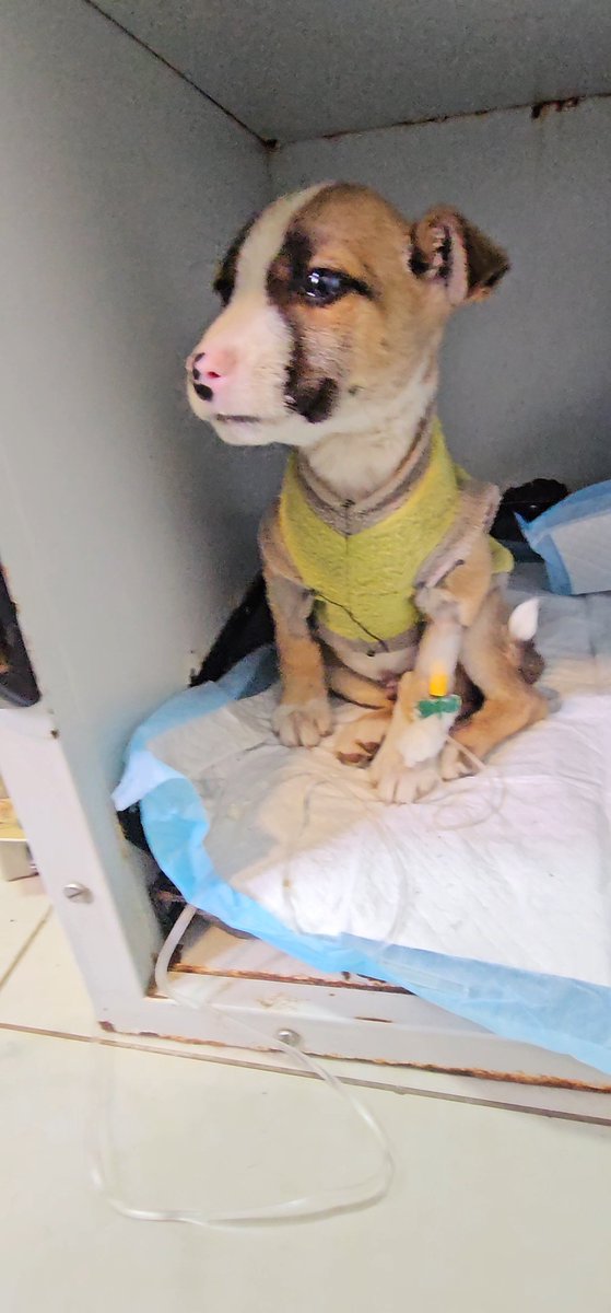 sol_palacios_m's tweet photo. No llega ayuda para el cachorrito, es positivo a parvovirus😭💔por favor el necesita seguir hospitalizado🙏para que logre salvarse, estuvo con vomitos y indigestión, no puede salir de la veterinaria,pero sin ayuda no podemos😭
Solange Palacios
Banco estado
Cuenta rut
17376209-7 https://t.co/KFqLzAoOF9