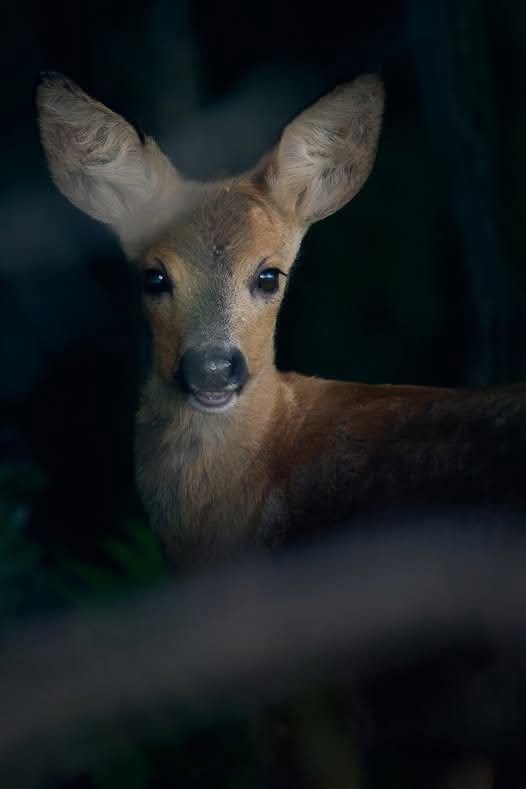AdeaClaude's tweet photo. Un homme cruel avec les animaux ne peut être un homme bon !

📷 Didier Soudant https://t.co/1Fojy4G3CG