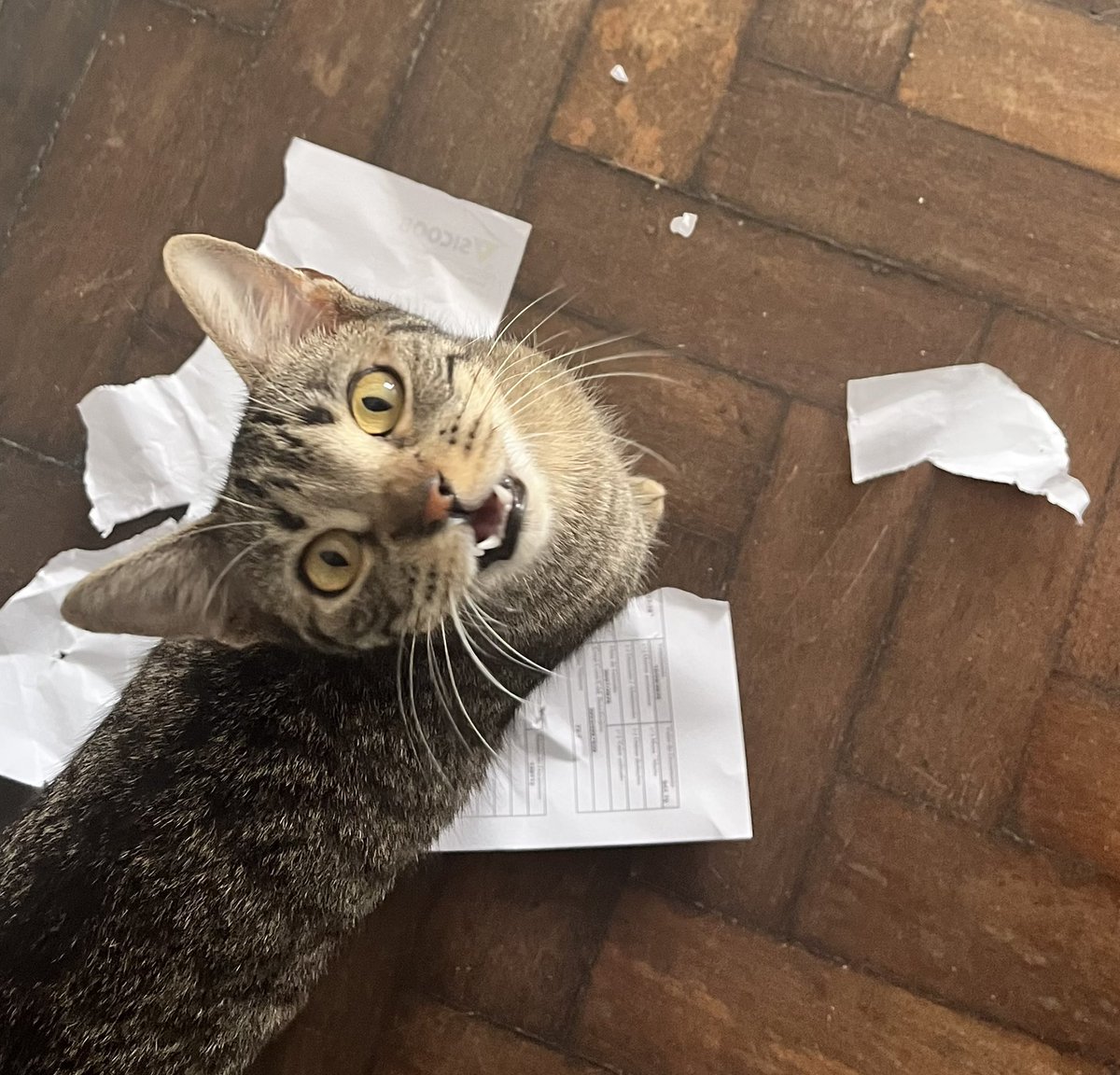 danverscontrol's tweet photo. sempre quando chego em casa o boleto do aluguel tá destruído (insistem em jogar debaixo da porta) então nunca sei o qual das meliantes culpar

hoje eu consegui pegar no pulo: https://t.co/EsB0XtCJ1u