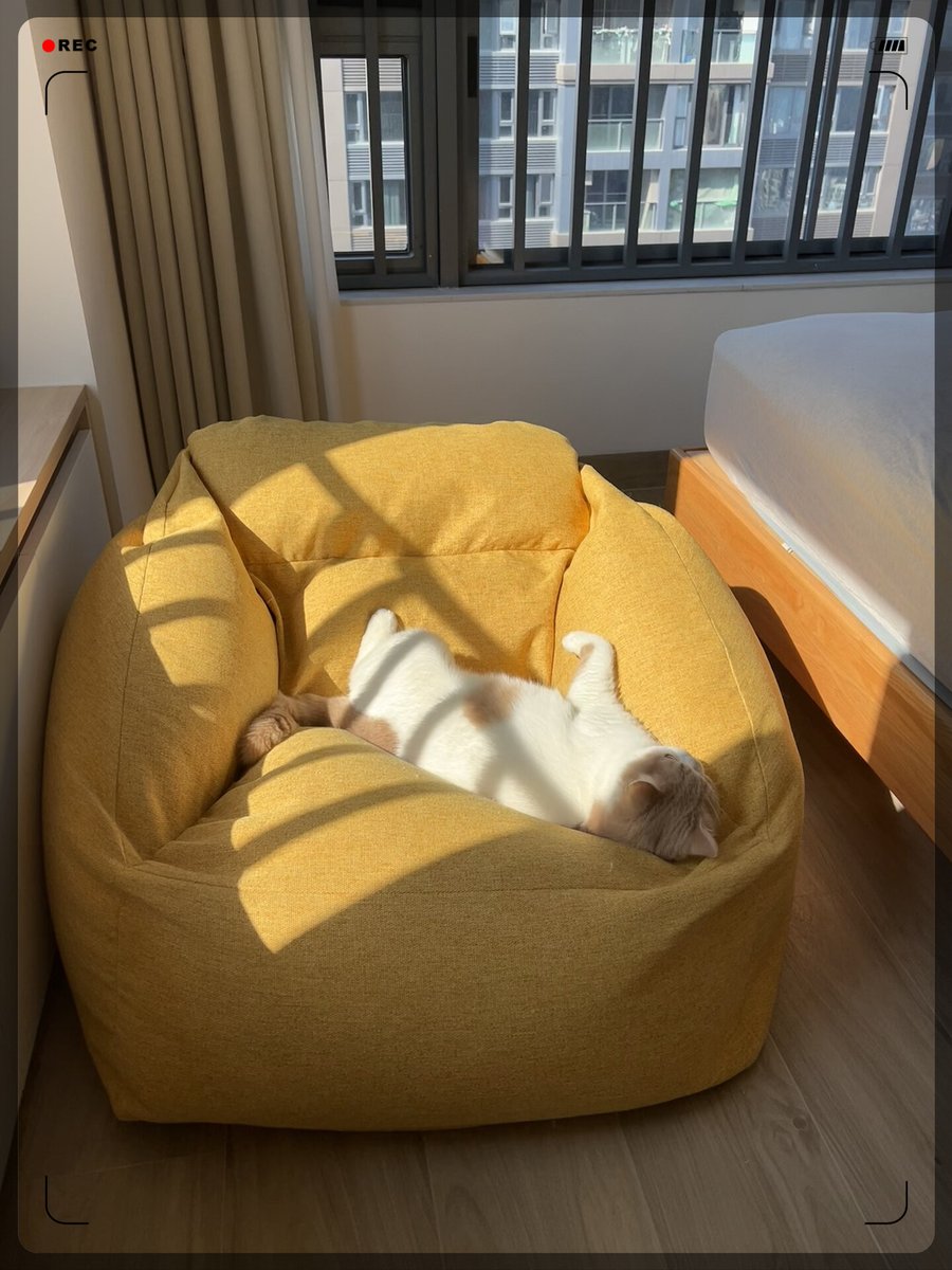 xah4475's tweet photo. 偷得半日闲，窝在阳台撸猫啃着刚冰好的西瓜，风里都飘着松弛的味道～， https://t.co/DanBr81Apn