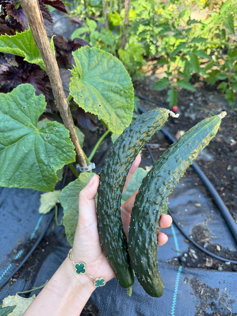 laura_bh4c03l's tweet photo. I stole two cucumbers from my mom's plantation to eat tonight. Which one tastes better?🥒😆
#cuke https://t.co/AzqySZFc6L
