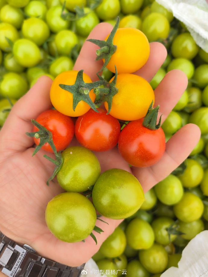 PaigeBerthqrnh's tweet photo. Freshly picked organic cherry tomatoes! Bursting with juicy sweetness, no bitter aftertaste, perfect for salads or snacking. 10/10 would repurchase. https://t.co/Ihrw4ZeGxY