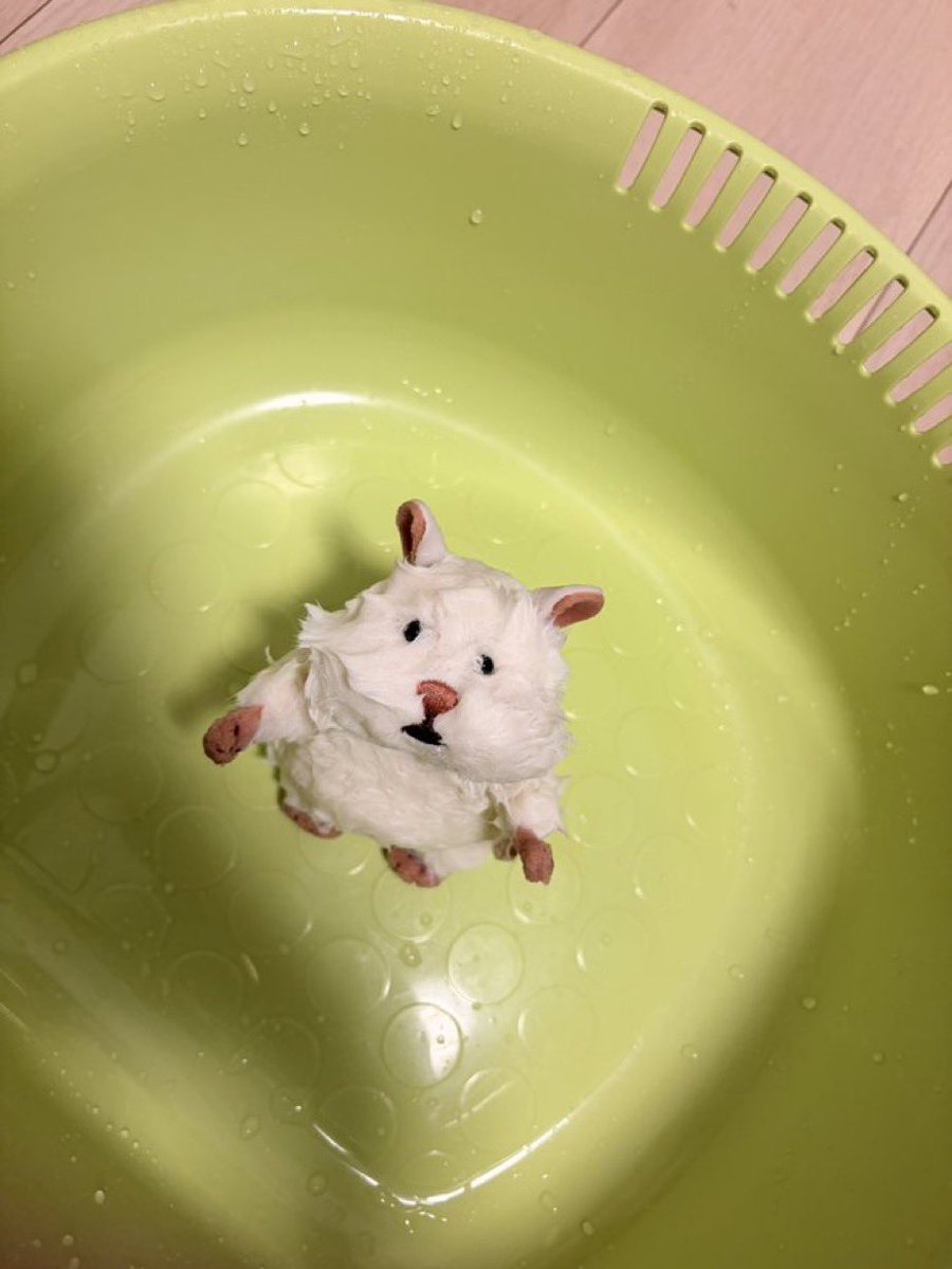 umm_hamster's tweet photo. https://t.co/P7B2b0wpCA