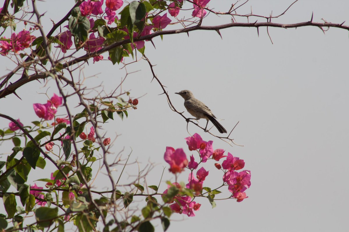 HorrorHijabi's tweet photo. As I was looking out to Palestine, a female Palestine sunbird appeared like a sign 🥺❤️ https://t.co/ERsPVRIOvC