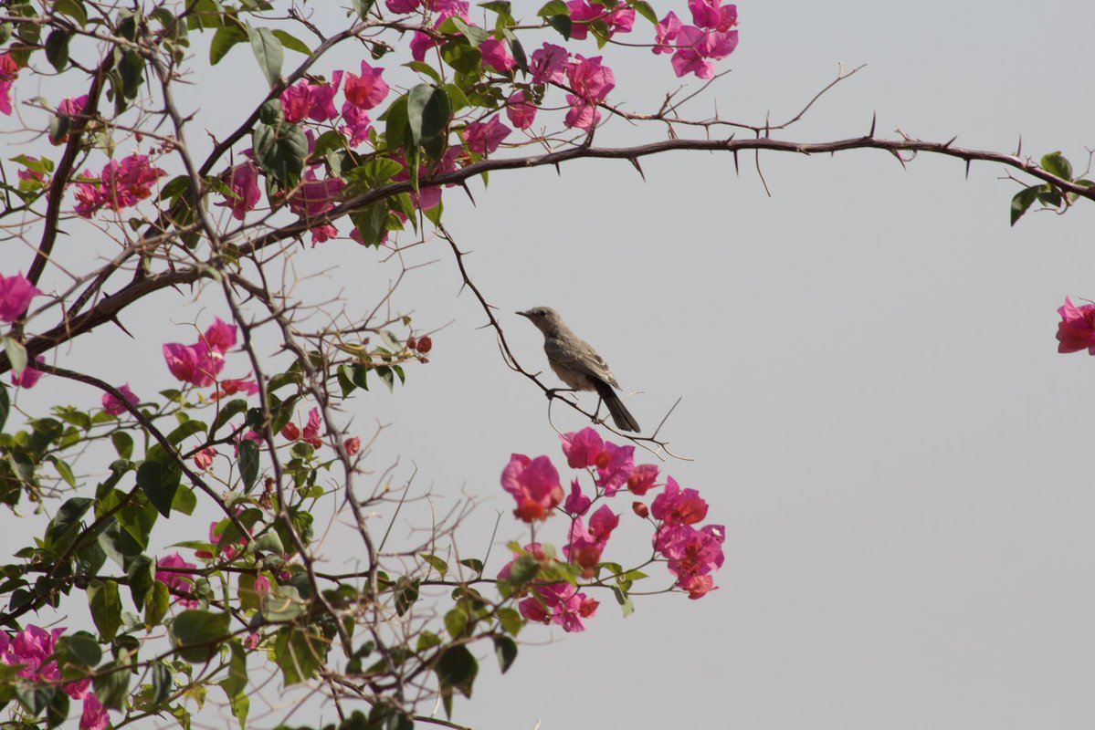 HorrorHijabi's tweet photo. As I was looking out to Palestine, a female Palestine sunbird appeared like a sign 🥺❤️ https://t.co/ERsPVRIOvC