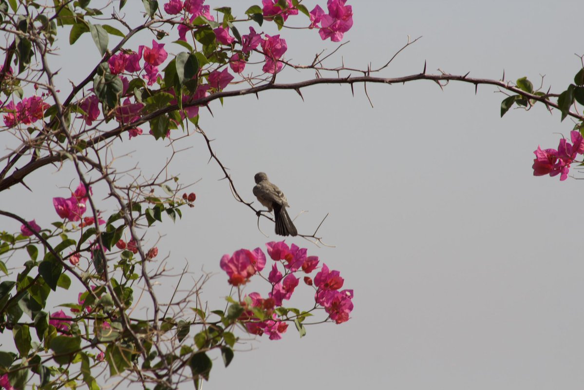 HorrorHijabi's tweet photo. As I was looking out to Palestine, a female Palestine sunbird appeared like a sign 🥺❤️ https://t.co/ERsPVRIOvC