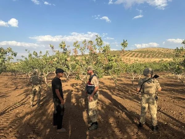 AliSahin501's tweet photo. ALIN TERİ FISTIK HIRSIZLARINA KARŞI SEFERBERLİK İLAN EDİYORUZ… 

Fıstık Hırsızlarına Geçit Yok! Gaziantep’te 7/24 Alarm Dönemi Başlıyor

Gazi şehrimizde fıstık hasadı yaklaşırken, üreticilerimizin bir yıllık alın terini korumak için güvenlik tedbirlerini en üst seviyeye çıkarıyoruz.

Gaziantep Valimiz Sayın Kemal Çeber ile yaptığımız kapsamlı değerlendirmeler neticesinde; Nizip, Karkamış, Oğuzeli, Yavuzeli ve Araban ilçelerimiz başta olmak üzere fıstık üretim bölgelerimizde jandarma devriyelerimizi gece gündüz esasına göre önemli ölçüde artırıyoruz.

Bu yıl kuraklık ve iklim şartları nedeniyle rekoltenin düşük seyretmesi, ürünün değerini daha da artırmıştır. Çiftçilerimizin bir yıllık emeğinin tek bir hırsızlık olayıyla heba edilmesine asla müsaade etmeyeceğiz.

Bu kapsamda;

• Jandarma motorize ve mobil devriyeleri artırılacak,
• Dron destekli hava gözetimi kesintisiz şekilde sürdürülecek,
• Riskli bölgelerde 7 gün 24 saat denetim ve izleme faaliyetleri gerçekleştirilecek,
• Hırsızlık girişimlerine karşı anında müdahale edilecek.

Fıstık bahçelerimiz artık yalnızca karadan değil, havadan da sürekli kontrol altında olacak.

Üreticimizin alın terini korumak, emeğine sahip çıkmak hepimizin ortak sorumluluğudur. Bu süreçte vatandaşlarımızın da şüpheli durumları vakit kaybetmeden güvenlik güçlerimize bildirmeleri büyük önem taşımaktadır.

Başta Gaziantep Valimiz Sayın Kemal Çeber olmak üzere, İl Jandarma Komutanlığımıza ve sahada fedakârca görev yapan tüm güvenlik personelimize üreticilerimizin emeğini korumaya yönelik gösterdikleri hassasiyet ve aldıkları tedbirler dolayısıyla teşekkür ediyorum.

Bu hasat döneminde kazanan; hırsızlar değil, alın teri olacaktır.

@kemalcebervali @jandarma @gantepvaliligi