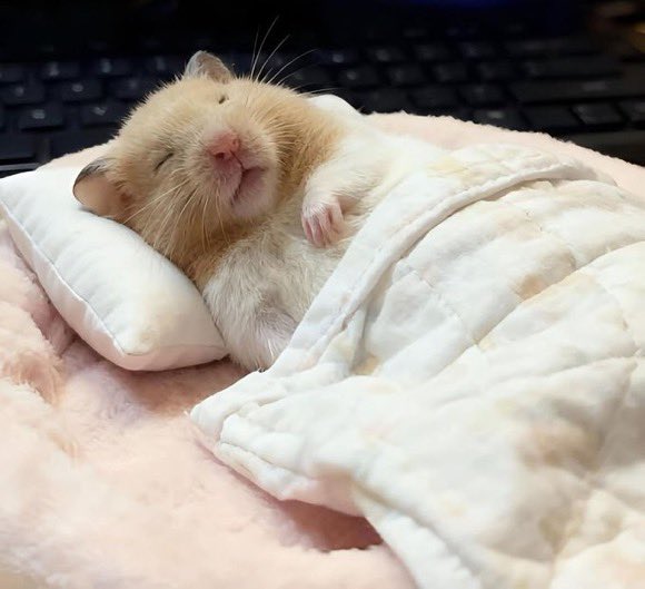 umm_hamster's tweet photo. https://t.co/EInA945SRG