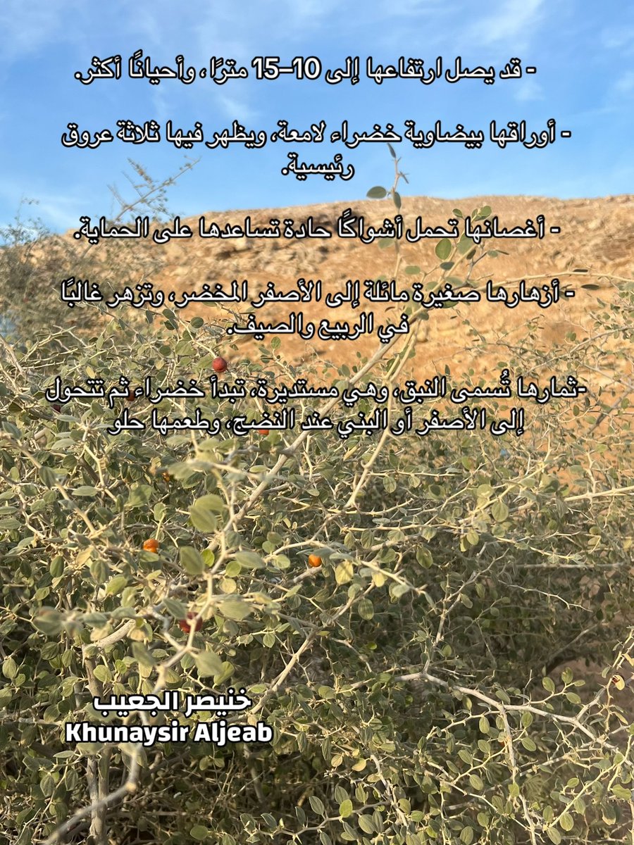 kw_089's tweet photo. شجرة السدر البري #نباتات #معلومات #السدر_البري https://t.co/LUaksm4cXQ