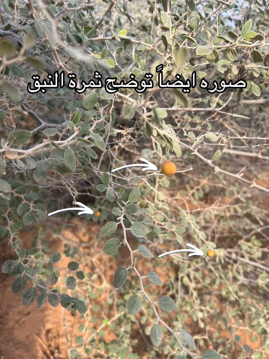 kw_089's tweet photo. شجرة السدر البري #نباتات #معلومات #السدر_البري https://t.co/LUaksm4cXQ