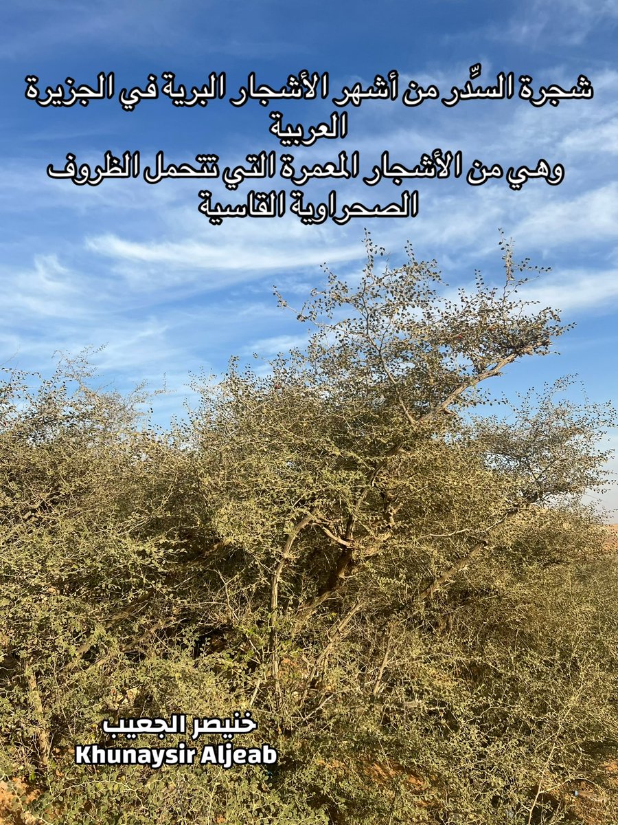 kw_089's tweet photo. شجرة السدر البري #نباتات #معلومات #السدر_البري https://t.co/LUaksm4cXQ