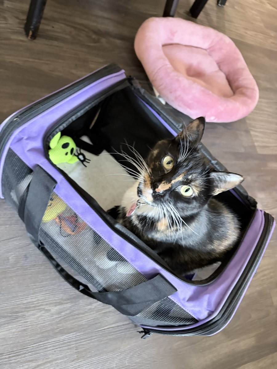 violetrosemeow's tweet photo. nonchalantly putting this in the living room and ignoring it is the perfect trap hehe https://t.co/Zusda0AL01