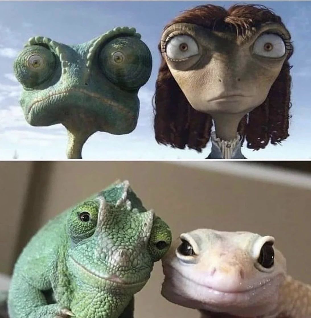 pmamtraveller's tweet photo. Rango (2011) https://t.co/qts3rqmecg