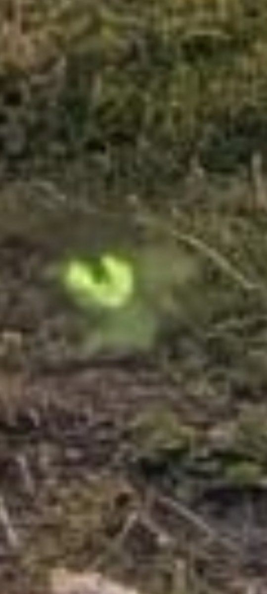 Tree_Folklore's tweet photo. Where we visited by a fairy?

I believe in them already but if be interested to know what you think.

We do not get glow worms in Ireland and genuinely there was nothing there to see at the time.

Mag Mell (The Plain of Honey) is one of the gateways to the Celtic Otherworld and opens up when the setting sun shimmers on the sea. There was also a rainbow at the time 🌈 

Our visitor was recorded on three different cameras (mine, my wife's and daughters) and all photos were taken between 21:02 to 21:07.

It seems to appear from the direction of the sea at 21:02 )I was trying to photograph the sunset) and then appears to hang around my kids for a few minutes.

Tell me what you think.

Clockwise from bottom left our visitor arrives.

Then seen near my oldest.

And then hanging around my youngest two. I have always said that my younger son is pure enough to get into The Otherworld.