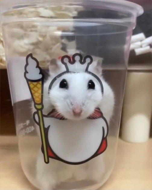umm_hamster's tweet photo. https://t.co/xmxqkojW2q