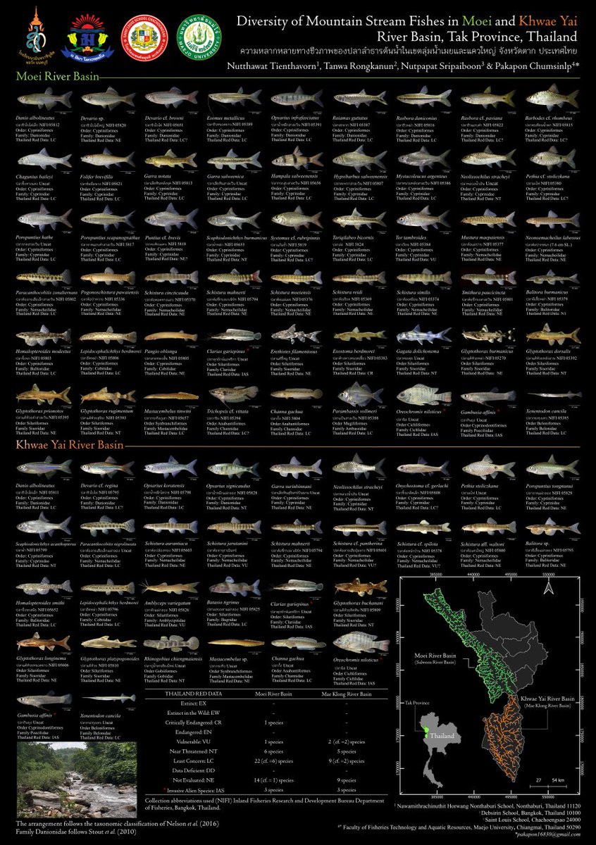 FishInTheNews's tweet photo. A beautifully produced PDF poster focused on the "Diversity of Mountain stream fishes in Moei and Khwae Yai River Basin, Tak Province, Thailand" is available to download from the link below. Many thanks to the researchers who put this together!

https://t.co/wHNR9GoLov

"Fish surveys were conducted at 30 sampling stations, yielding at a total of 77 species belonging to 46 genera, 17 families and 9 orders. The Khwae Yai river basin contained 31 species representing 23 genera, 15 families, 8 orders. In contrast, the Moei river basin contained 54 species representing 42 genera, 14 families, and 8 orders."

#Thailand #Loach #Loaches #FishPoster #NaturePoster #FishPosters #FishBooks #Biodiversity #AquariumHobby #Fishkeeping #Aquarist #TropicalFish #Nemacheilidae #Cobitoidea