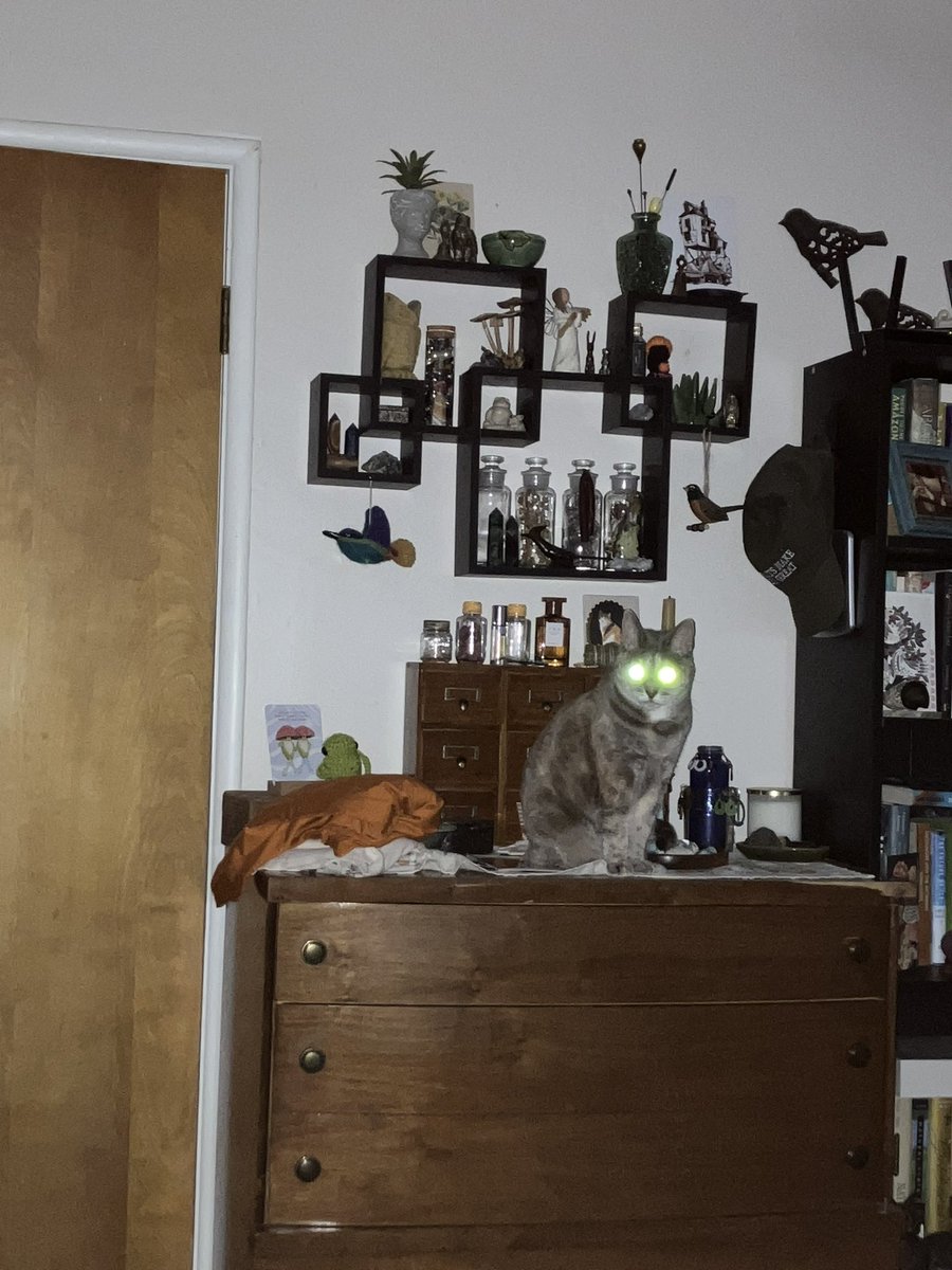 floofyAnimal's tweet photo. Cricket Little
#floofy #murderFloof https://t.co/HeXMFgQzSp