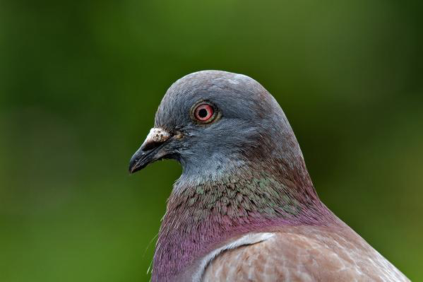 a_london_pigeon's tweet photo. THIS EVENING we announce completion of our long-standing project PIGEON ECOLOGY 2.0, in which we have successfully taken over all major world cities.
Thank you. https://t.co/NsoueHIjXz