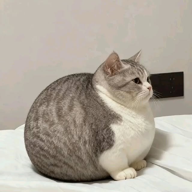Animalesaprieto's tweet photo. Yo dándome cuenta que ya subí de peso https://t.co/Yir53eLTQ3