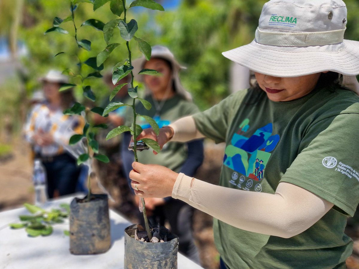 FAOElSalvador's tweet photo. 💪👩‍🌾 Más de 19 mil mujeres formaron parte del proyecto #RECLIMA, liderando la resiliencia climática desde sus comunidades. 
Ahora promueven prácticas sostenibles, restauran ecosistemas y multiplican el cambio. 🌱💦🌳#MujeresRurales 
@theGCF
@FAOclimate
 #AñoDeLaAgricultora https://t.co/5CgFw38hkv
