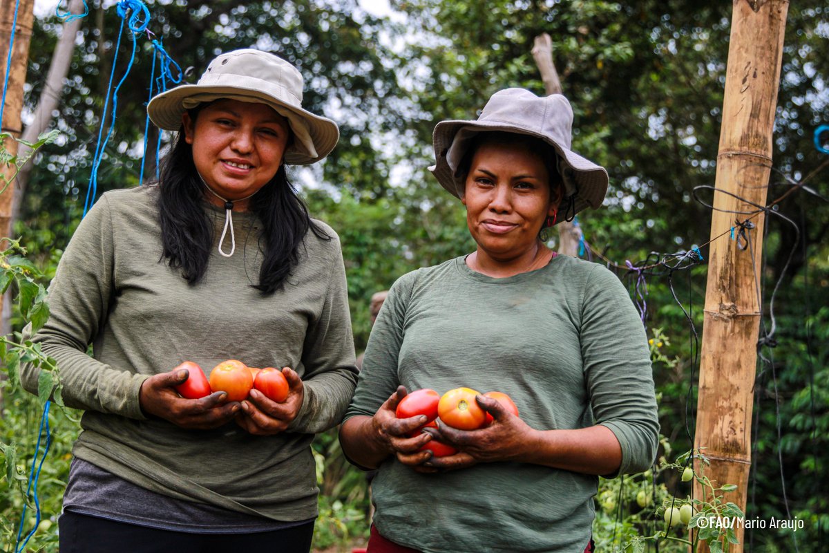 FAOElSalvador's tweet photo. 💪👩‍🌾 Más de 19 mil mujeres formaron parte del proyecto #RECLIMA, liderando la resiliencia climática desde sus comunidades. 
Ahora promueven prácticas sostenibles, restauran ecosistemas y multiplican el cambio. 🌱💦🌳#MujeresRurales 
@theGCF
@FAOclimate
 #AñoDeLaAgricultora https://t.co/5CgFw38hkv