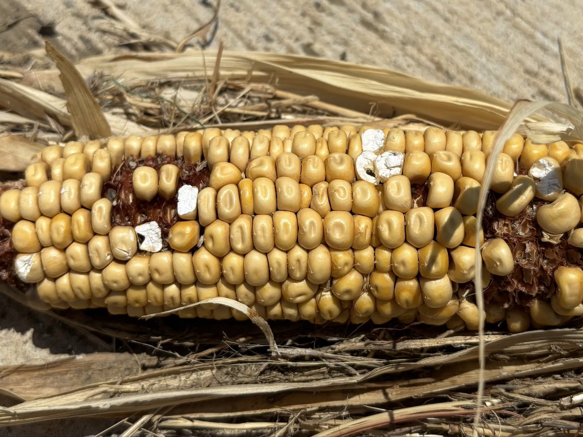 underachieverme's tweet photo. Corn on the street. It’s been there for weeks. I think it’s trying to pop. Real Feel 106. https://t.co/DWwusCTyaN