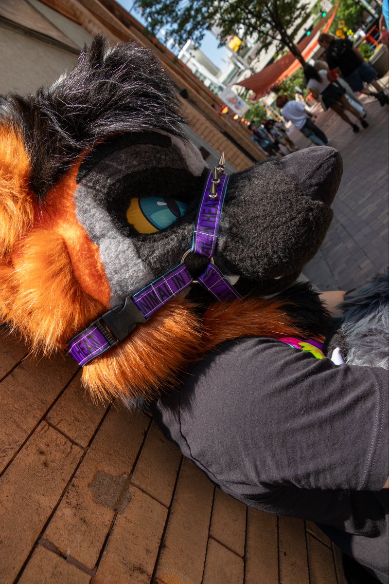 DepacheFoxie's tweet photo. stay cool B3

🌆 #ANTHROCON2026 🌆 
📸: Lander Foxx
🪡 goth_cat_creates

#furryfandom #furry #fursuit https://t.co/MYwV0Hf7IV
