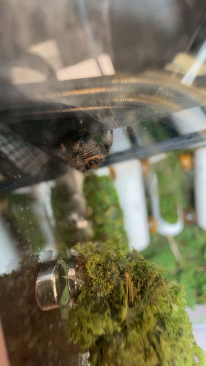 cadetATR's tweet photo. Yes, it’s true, we have a class pet. 

Meet Pinecone, the regal jumping spider!

She lives safely in a secure enclosure in my office. If spiders aren’t your thing, don’t worry - you never have to meet her. But if you’re curious, stop by and say hello to our tiny AT mascot! https://t.co/TXfJ1OJi26