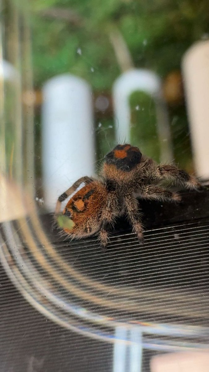 cadetATR's tweet photo. Yes, it’s true, we have a class pet. 

Meet Pinecone, the regal jumping spider!

She lives safely in a secure enclosure in my office. If spiders aren’t your thing, don’t worry - you never have to meet her. But if you’re curious, stop by and say hello to our tiny AT mascot! https://t.co/TXfJ1OJi26