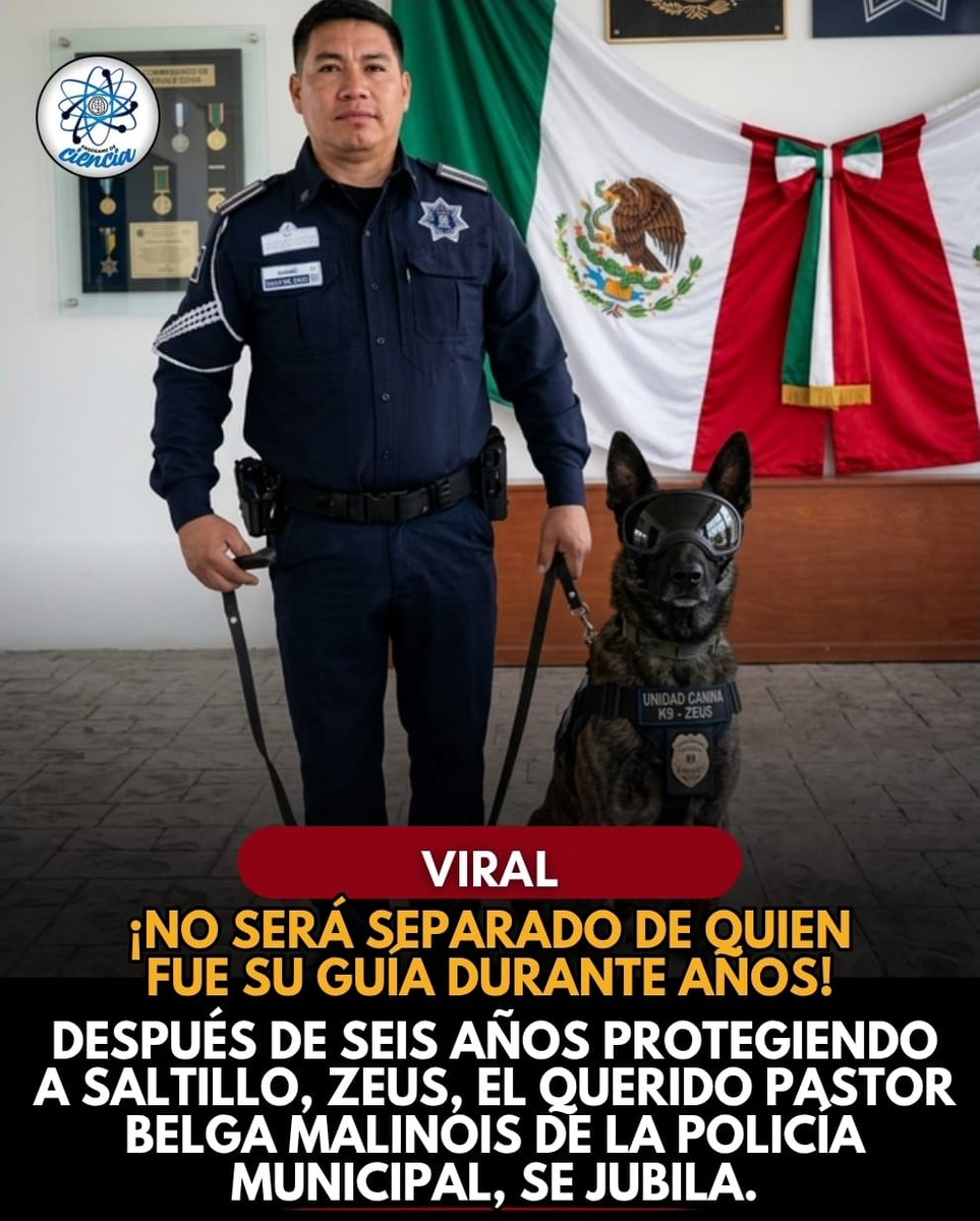 EnsedeCiencia's tweet photo. Zeus, el querido pastor belga malinois de la Policía Municipal, se prepara para colgar el uniforme y comenzar una nueva etapa lejos de los operativos. Zeus no será separado de quien fue su guía durante años, sino que se irá a vivir con él. https://t.co/G29dd5FffV